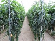 Plantación de gran calidad