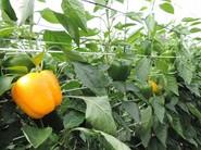 Es un pimiento recomendado para trasplantes tempranos