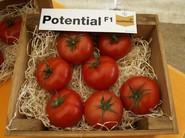 Potential F1, un tomate suelto ideal para ciclo tanto largo como corto.