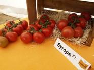Syrope F1.