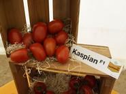 Kaspian F1.