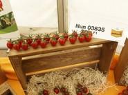 La empresa cuenta con una gama de tomates de la tipología cherry.