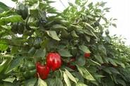 Asun, por su parte, es una variedad que colorea más despacio y, por tanto, permite hacer un ciclo largo de pimiento.