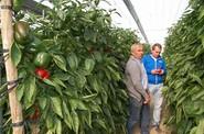 Los agricultores valoraron la práctica ausencia de silverelinas de su fruto.