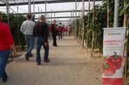 Amavisca es una variedad para trasplantes intermedios, de los primeros 20 días de julio.