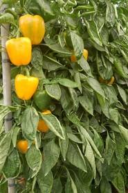 Prometeo garantiza al agricultor una elevada producción final.