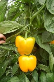 Su gran calibre lo convierte en un pimiento ideal para su venta en subasta.
