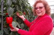 Esta agricultora no podía más que admirar el precioso color rojo de esta variedad de HM Clause.