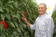A este agricultor le llamó la atención la homogeneidad del fruto de Aitana.