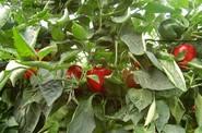 Azahar es un pimiento muy cuadrado, con calibre G - GG.