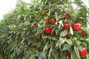 Azahar es una variedad para temprano, indicada para trasplantes del 20 de junio al 10 de julio.