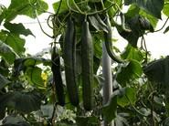 Syngenta muestra sus cultivos de Kantaka, su pepino de invierno