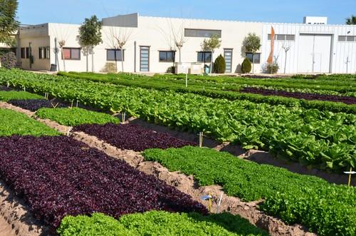Nunhems Lettuce and Spinach Demo Field