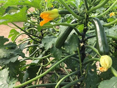 Syngenta presenta en Níjar Icarus, su nueva variedad de calabacín con resistencia a oídio