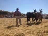 El arte de la trilla en santa María del Aguila, hoy sustituido por las máquinas.