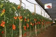 En esta campaña, y según la empresa, ya son muchos los agricultores que han apostado por Ateneo.