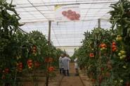 Su buen cuaje con calor le permite al agricultor adelantar los trasplantes de agosto, e incluso, hay zonas de la provincia donde se trasplanta a mediados de julio.