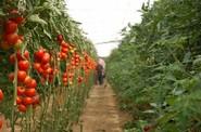 La versatilidad de esta variedad de Semillas Fitó le permite adaptarse a cultivos tanto en la zona de Poniente como en el Levante provincial.
