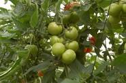 Ateneo ofrece frutos de calidad tanto al inicio del cultivo como en la caída.