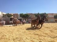 Los trilladores mostraron gran destreza en el amnejo de los animales.