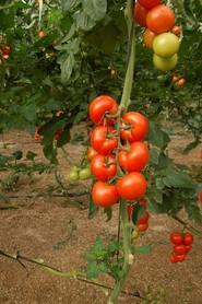 Los frutos de Ateneo tienen un peso medio de entre 120 y 150 gramos.