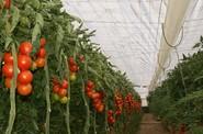 Semillas Fitó muestra durante dos días su tomate ramo Ateneo en un finca de Aguadulce, en Roquetas de Mar.