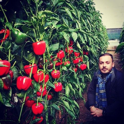 Argenta Seeds España presenta Torrente, su pimiento California para ciclo tardío