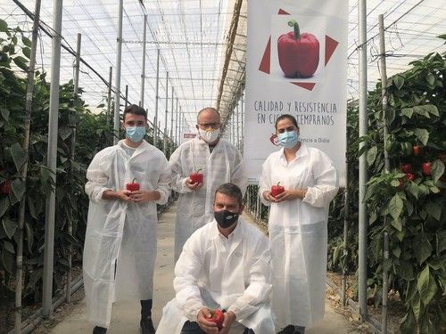 Vilmorin Mikado presenta Nyobi, su pimiento California rojo con resistencia a oídio, en Berja