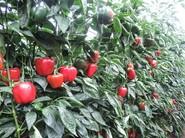Pimientos que logran garantizar la rentabilidad del agricultor