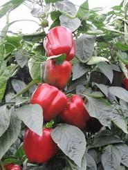 Ambas variedades dstacan por su calidad de fruto.