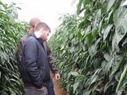 La fuerza de la raíz de ambas variedades, algo que tuvieron en cuenta muchos agricultores.