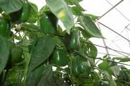 Ambos pimientos tienen muy buen cuaje en la parte alta de la planta.
