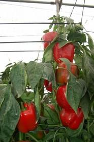 Muchos agricultores llamaron la atención sobre el elevado número de piezas por planta tanto de Rumbada RZ como de Solfeo RZ.