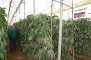 Rumbada RZ y Solfeo RZ están indicados para plantaciones tardías, del mes de agosto.