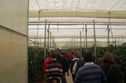 Los agricultores pudieron ver tanto Rumbada RZ como Solfeo RZ tanto en suelo como en hidropónico.
