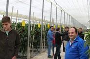 Técnicos de campo en la visita a un invernadero de Balanegra.