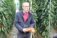El secreto del aguante y buena poscosecha de SV1204PB está en el grosor de su fruto.