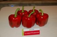 El CLX PBRD117 F1 (Abraham) es la novedad en California rojo para trasplantes tempranos.