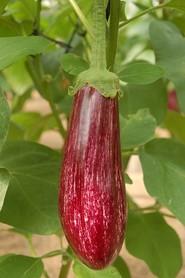 El fruto de Nerea es muy oscuro y con un buen jaspeado blanco marfil.