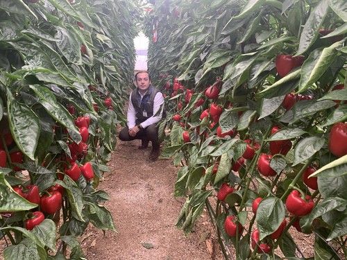 Argenta Seeds muestra su California rojo Torrente F1 en unas jornadas en San Agustín