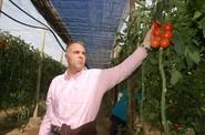 El tomate ramo Ateneo es la  novedad.