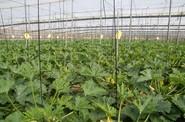 La planta de Musa tiene un excelente vigor.