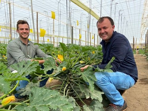 Rijk Zwaan muestra en campo Grimsey RZ, el calabacín de frutos rectos y color oscuro