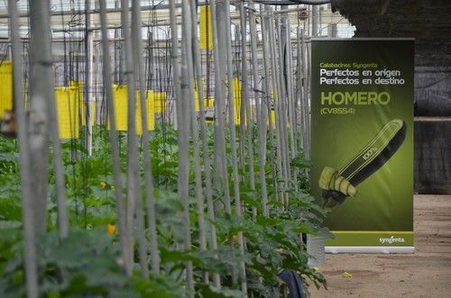 Homero y Cardano, los calabacines de Syngenta perfectos en origen y destino
