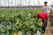 Los agricultores participantes examinaron las plantas con detenimiento.