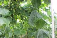Pepino 091.