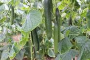 Pepino 091.