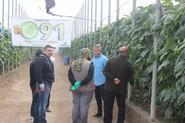 Productores interesándose por el pepino 091, con técnicos de Seminis.