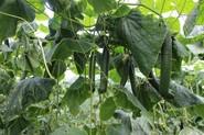El pepino 091 destaca por su gran producción sin parones durante todo el ciclo.