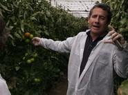 Luis García, técnico de Desarrollo de Tomate de Seminis.